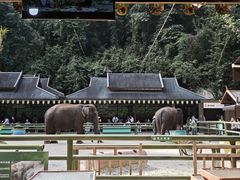 -野象谷景区