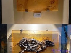 -辽宁古生物博物馆