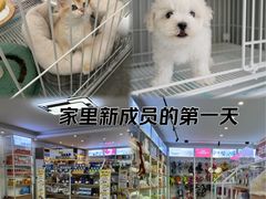 -翊宠yipet猫狗购宠庄园犬舍•猫舍