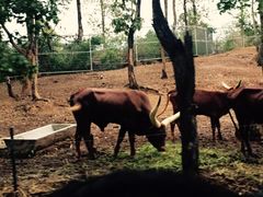 -清迈夜间动物园