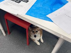 -伟伟宠物医院·CT影像中心·瑞派犬猫综合性门诊(汉口总院)