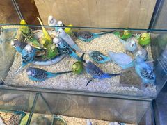 -青石桥花鸟鱼虫市场(叠翠城店)