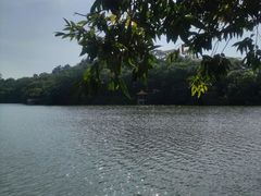 -深圳仙湖植物园