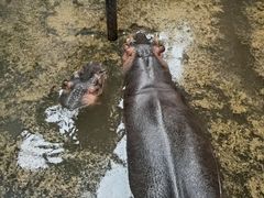 -沈阳森林动物园