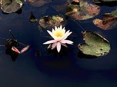 -尚贤河湿地