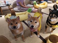 -逗柴咖啡屋·狗咖猫咖宠物桌游