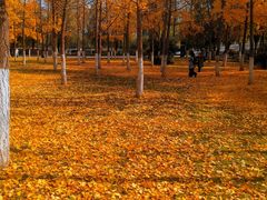 -大明宫国家遗址公园·御道广场