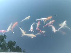 -深圳东部华侨城茵特拉根酒店