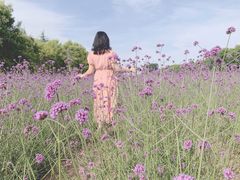 -曲江薰衣草庄园