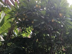 -三亚湾红树林度假世界(木棉酒店)