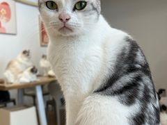 -有喵·猫咖·狗咖·30几只猫10只小狗(岗厦店)