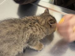 -汪喵宠物医院·骨科心脏影像·犬猫急重症ICU诊疗中心(成华分院)