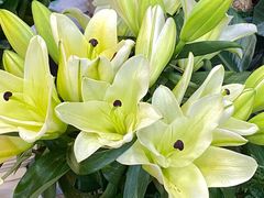 -循礼门鲜花花市(武汉循礼门店)