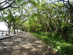 -大湾区中央湿地公园