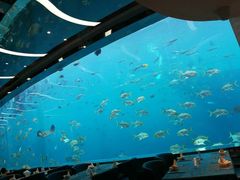 -瑞德姆美人鱼海底演艺主题餐厅(亚龙湾店)