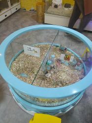 -神奇动物撸宠馆·羊驼·小浣熊·异宠(豫园店)