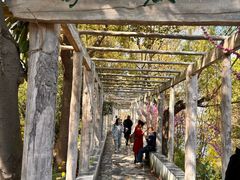 -南汇桃花村