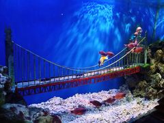 -太平洋海底世界