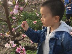 -南汇水蜜桃采摘(大团店)