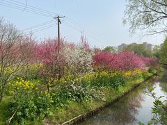 -南汇桃花村