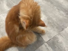-楼上猫咖(罗湖店)