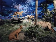 -国家自然博物馆