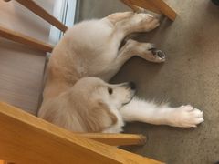 -尤加利咖啡馆