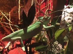 -迪拜水族馆及水下动物园