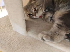 -猫咪派对(江南西店)