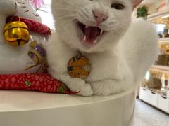 -柚子猫舍·精品猫舍购猫·猫咪认养·购宠·宠物店