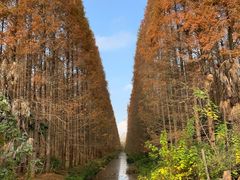 -东平国家森林公园