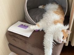 -纳吉亚猫专科动物诊疗中心(蒋宅口分院)