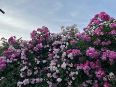 -丹东路渡口(轮渡站)