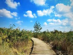 -盐城丹顶鹤湿地生态旅游区