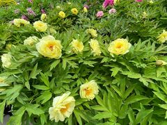 -莲花池公园