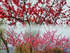 -西北湖绿化广场