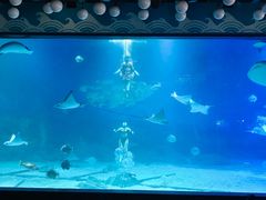 -烟台海昌鲸鲨海洋公园