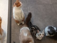 -飞行喵MR PILOT|猫舍·猫咖(静安大融城店)