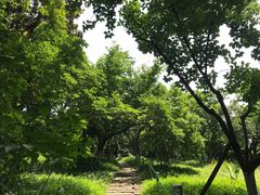 -青枫公园