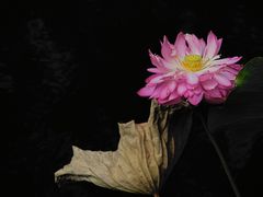-三里河公园