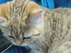 -半岛宠物医院24小时(科华中路店)