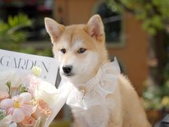 -翊宠yipet猫狗购宠庄园犬舍•猫舍