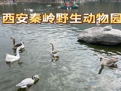 -西安秦岭野生动物园