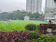 -荔湾湖公园