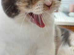 -有猫主题·治愈系猫咖(曾厝垵店)