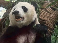 -成都动物园