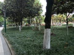 -神仙树公园