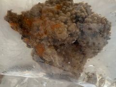 -中环花鸟鱼虫市场