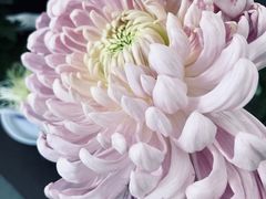 -杭州植物园