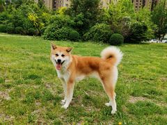 -宠爱国际动物医院· 猫科· 外科·中兽医(长白店)